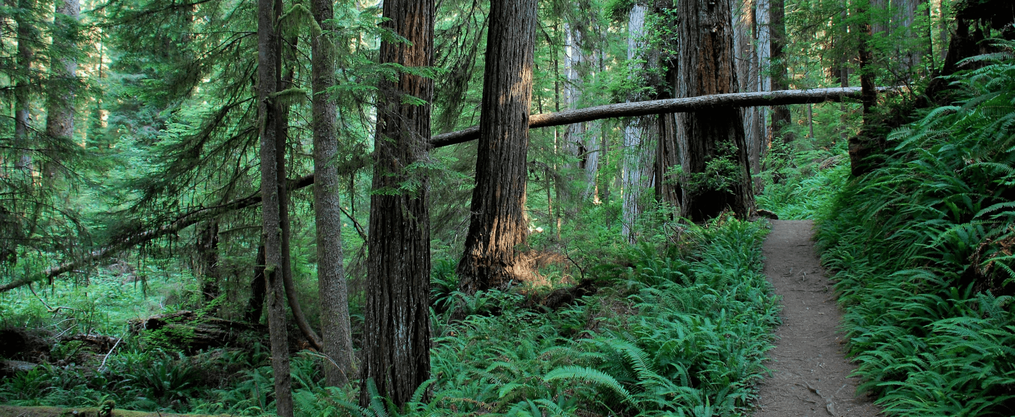Picture of Prairie Creek Redwoods State Park in Orick